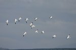 Gannets 7