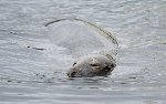 Grey Seal 1