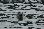 Grey Seal 2