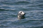 Grey Seal 3