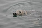 Grey Seal 4