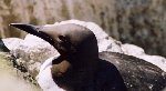 Guillemot 