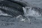 Humpback whale 2