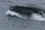 Humpback whale 3