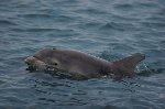 Bottlenose dolphin 12