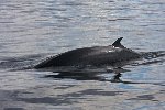 Minke whale 10