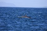 Minke whale 11