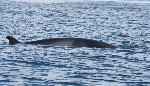 Minke whale 2