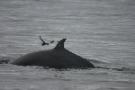 Minke whale 3