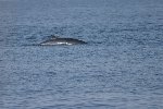 Minke whale 5