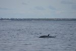 Minke whale 7