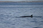 Minke whale 8