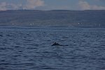 Minke whale 9