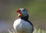 Puffin 4