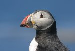 Puffin 5