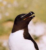 Razorbill