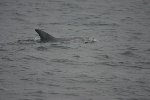 Risso's dolphin 1