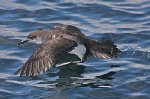 Shearwater 2