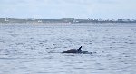 Minke whale 1