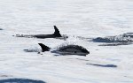 Atlantic White-sided dolphin 1