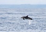 Atlantic White-sided dolphin 2