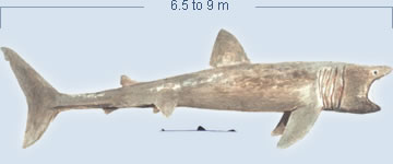 Basking Shark