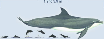 Bottlenose Dolphin