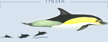 Common Dolphin