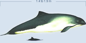 Harbour Porpoise