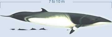 Minke Whale