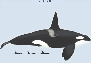 Killer Whale