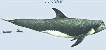 Risso's Dolphin