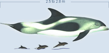 White-beaked Dolphin