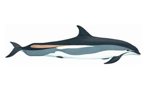 Atlantic white sided dolphin Copyright Andrew Camm, Wildlife Art Company