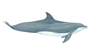 Bottlenose dolphin Copyright Andrew Camm, Wildlife Art Company