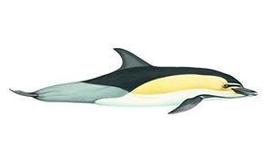 Common dolphin Copyright Andrew Camm, Wildlife Art Company