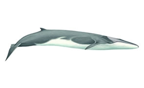 Fin whale Copyright Andrew Camm, Wildlife Art Company