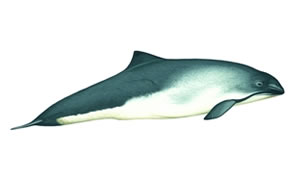 Harbour porpoise Copyright Andrew Camm, Wildlife Art Company