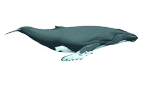 Humpback whale Copyright Andrew Camm, Wildlife Art Company