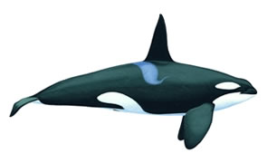 Killer whale Copyright Andrew Camm, Wildlife Art Company