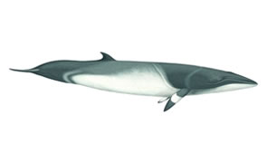 Minke whale Copyright Andrew Camm, Wildlife Art Company