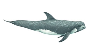 Risso's dolphin Copyright Andrew Camm, Wildlife Art Company