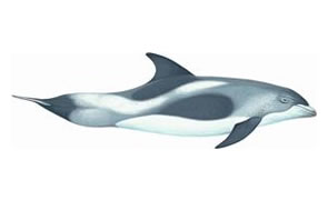 White beaked dolphin Copyright Andrew Camm, Wildlife Art Company